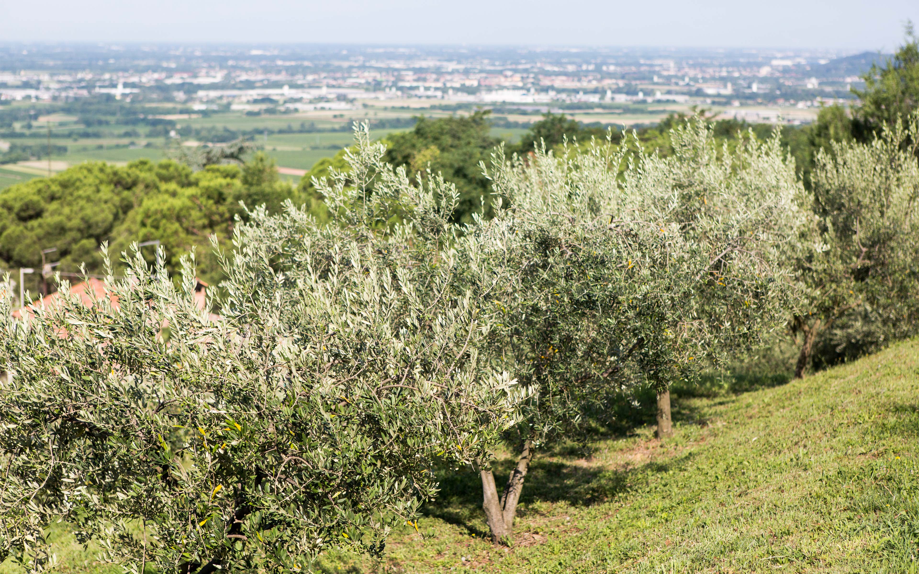 Tenuta 07