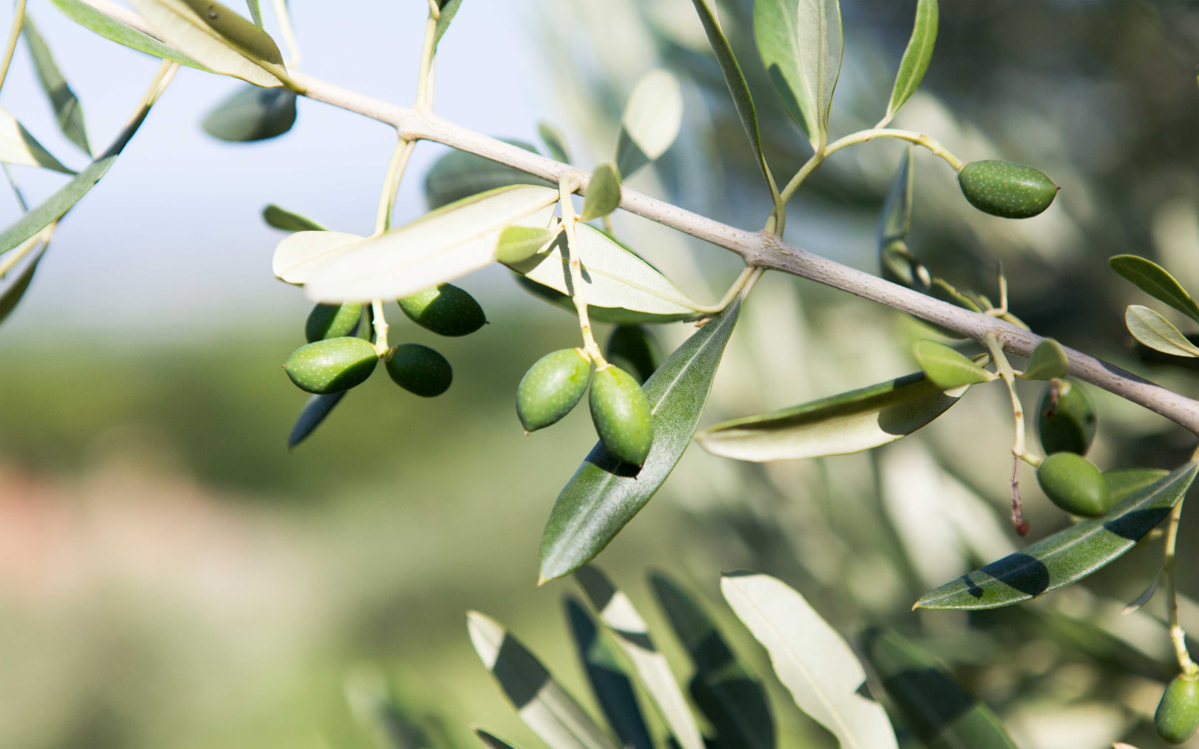 olio-slideshow-01
