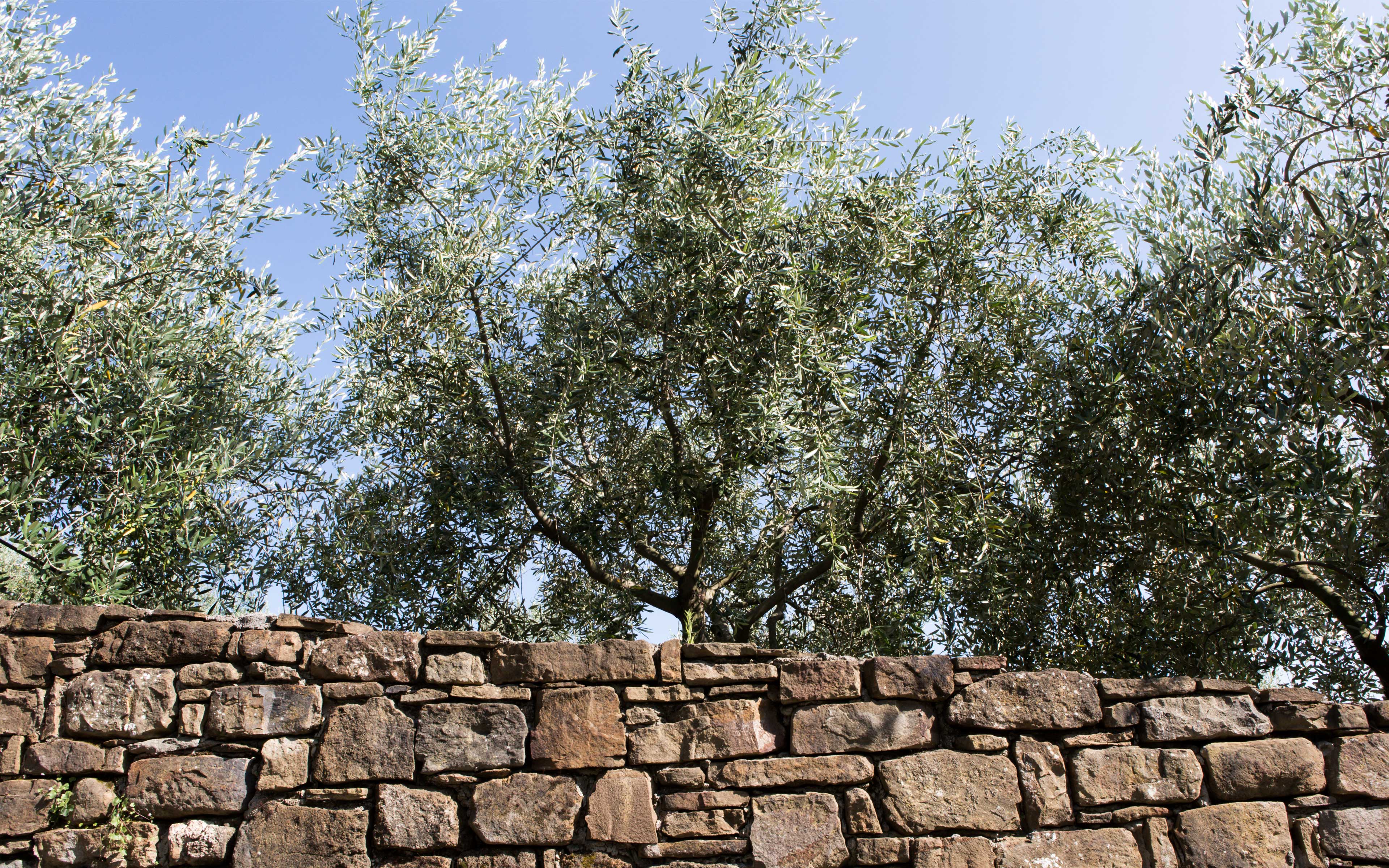 olio-slideshow-02