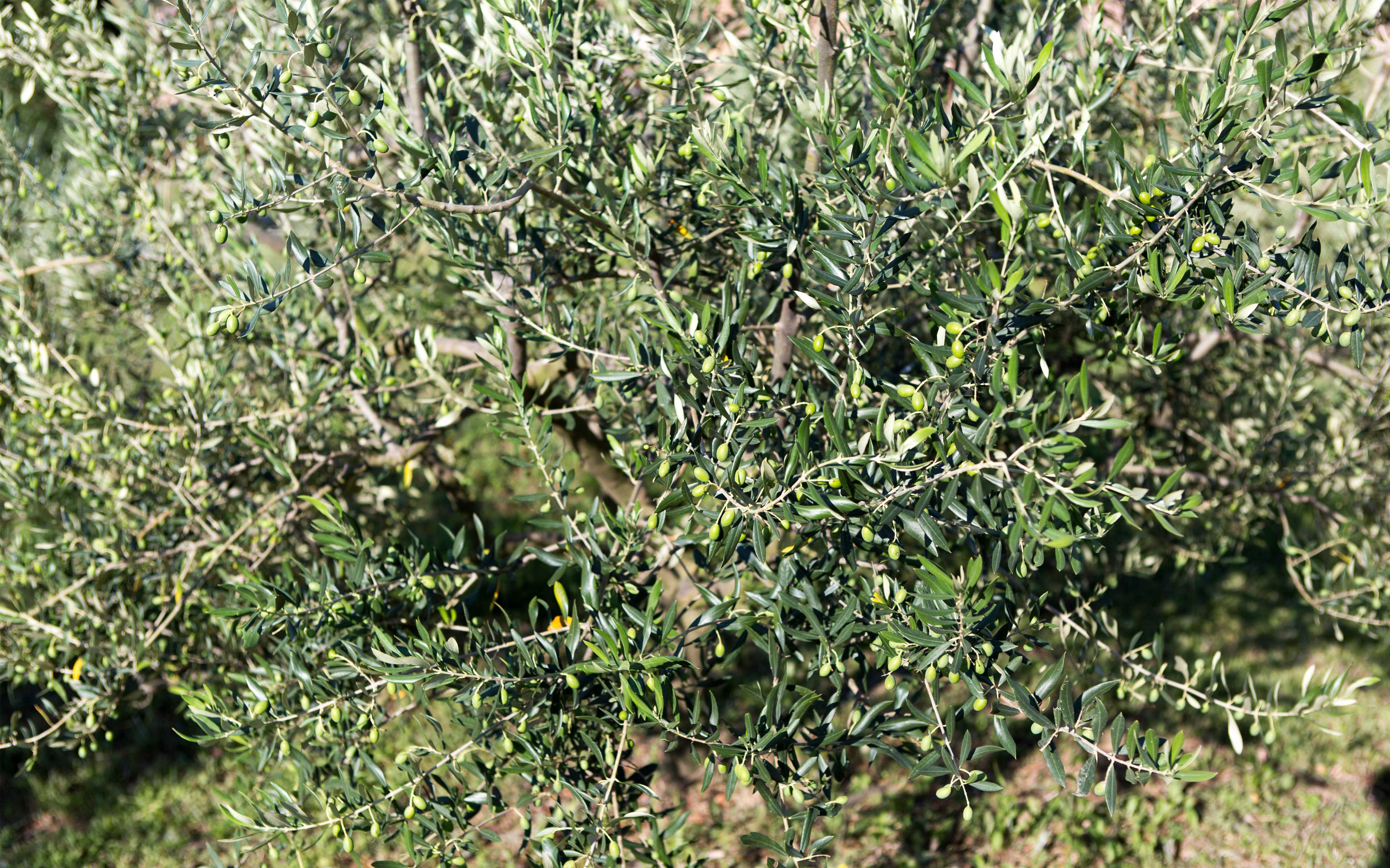olio-slideshow-03