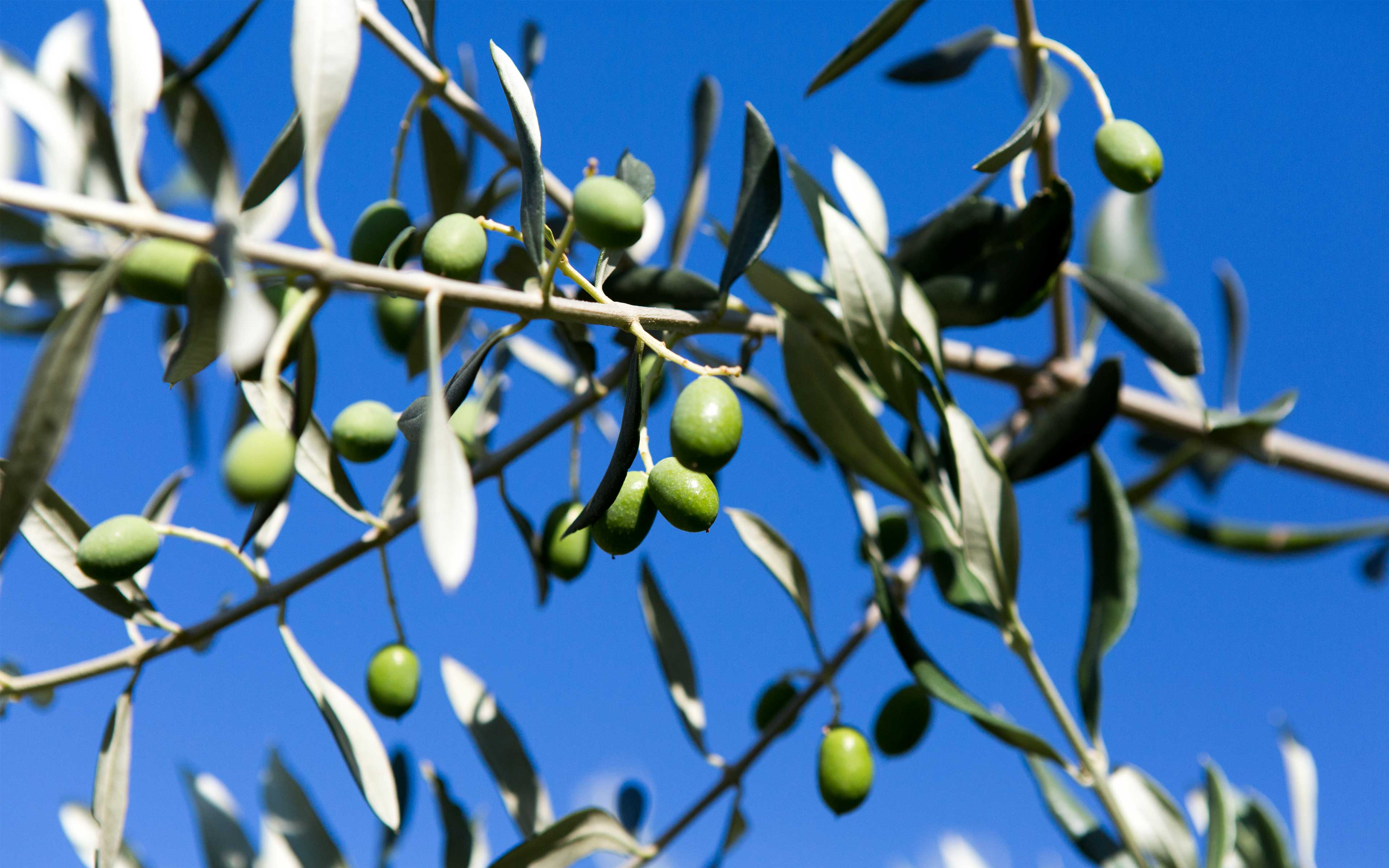olio-slideshow-04