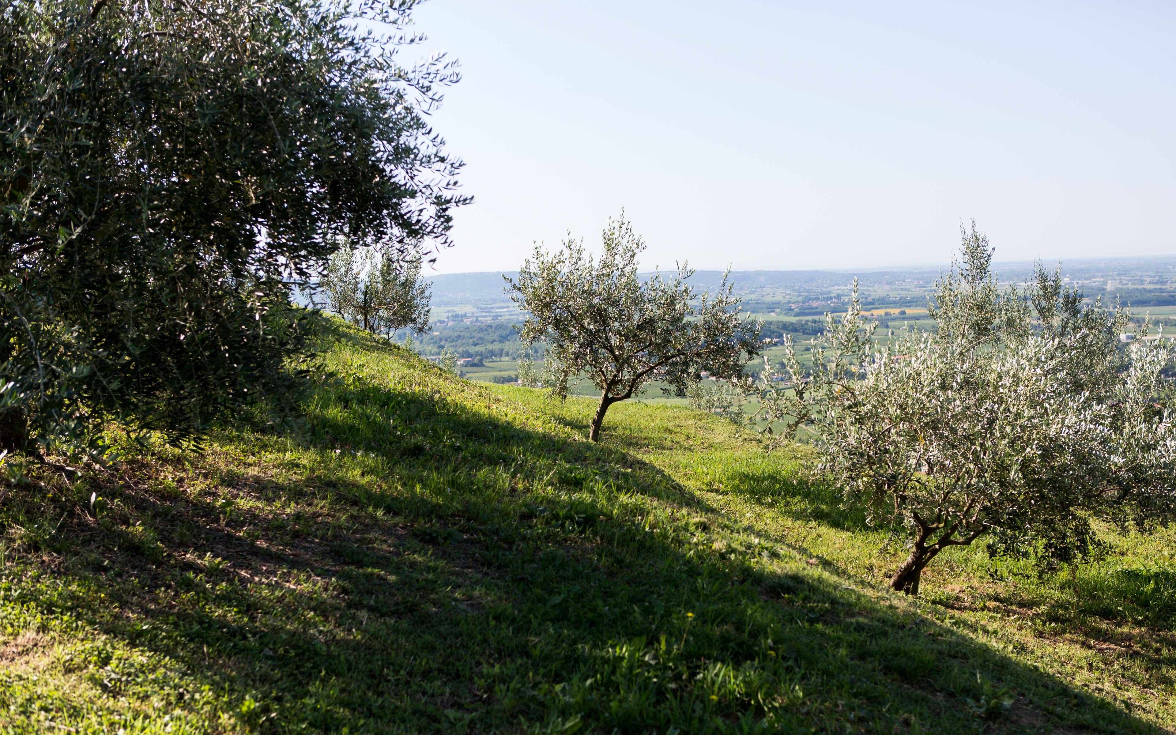 olio-slideshow-05