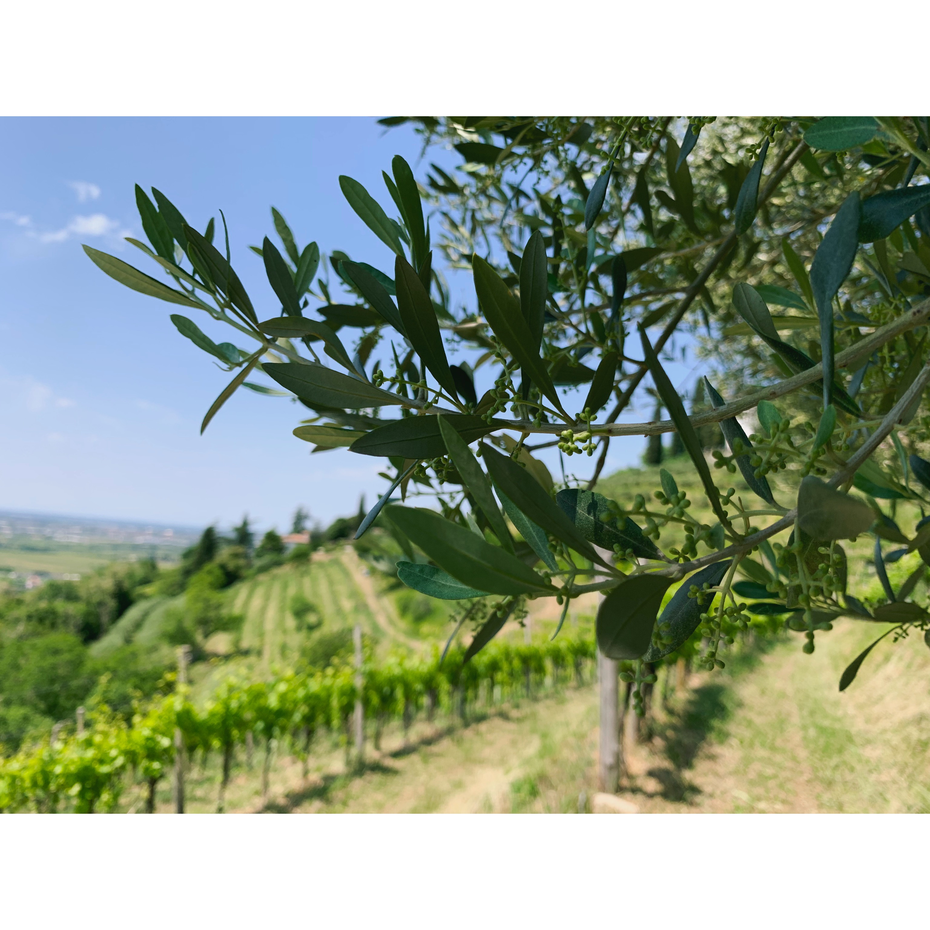 uliveto in fiore