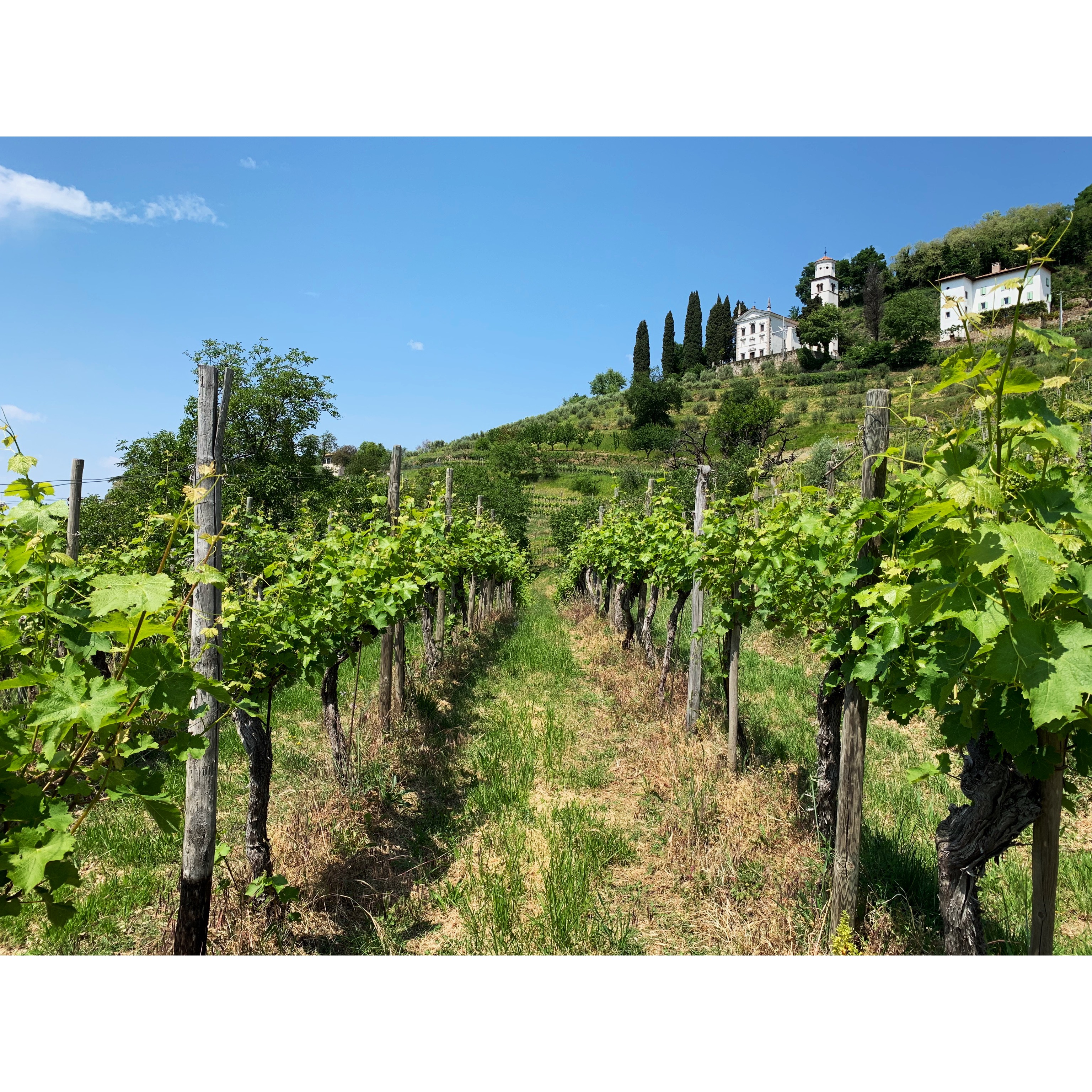 vigneto collio bianco
